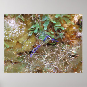 Renaner Shrimp Poster