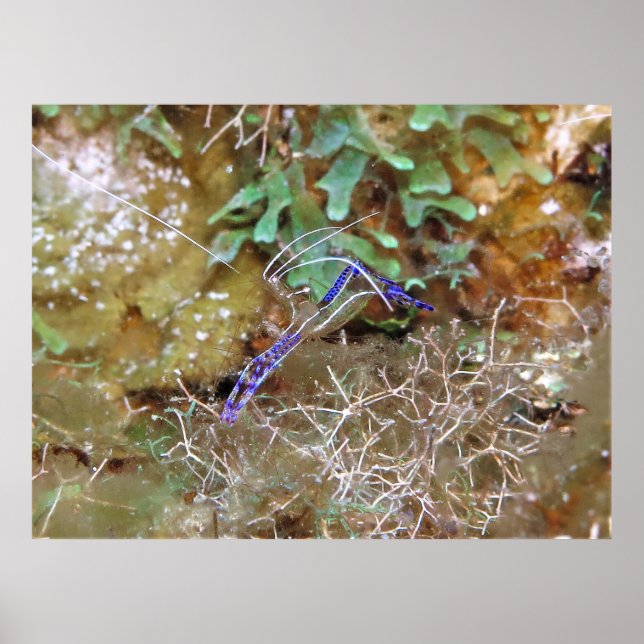 Renaner Shrimp Poster (Framsidan)