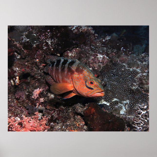 Renaner Wrasse Eyeliner Poster (Framsidan)