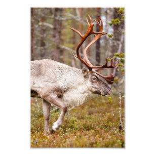 Renar som går i skog fototryck