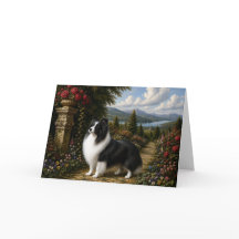 Renässans Shetlands Shepardhund Tom Kort