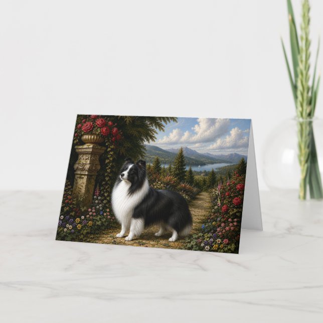 Renässans Shetlands Shepardhund Tom Kort (Framsida)