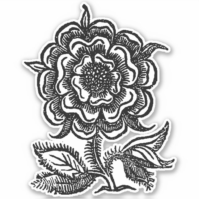 Renässansros Klistermärken (Framsida)