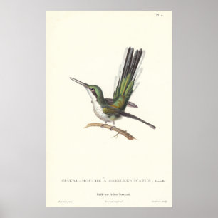 Rene Primevere kurs - reproduktionsHummingbird Poster