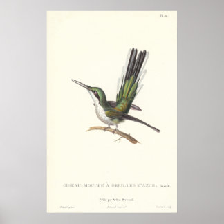 Rene Primevere Lesson - Reproduction Hummingbird Poster