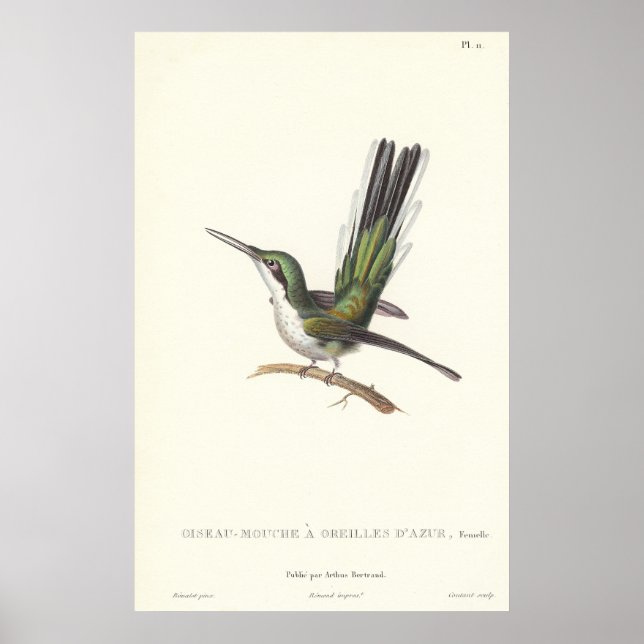 Rene Primevere Lesson - Reproduction Hummingbird Poster (Framsidan)