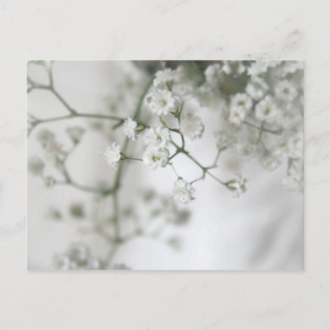 Renhet Postkort Vykort (Framsida)