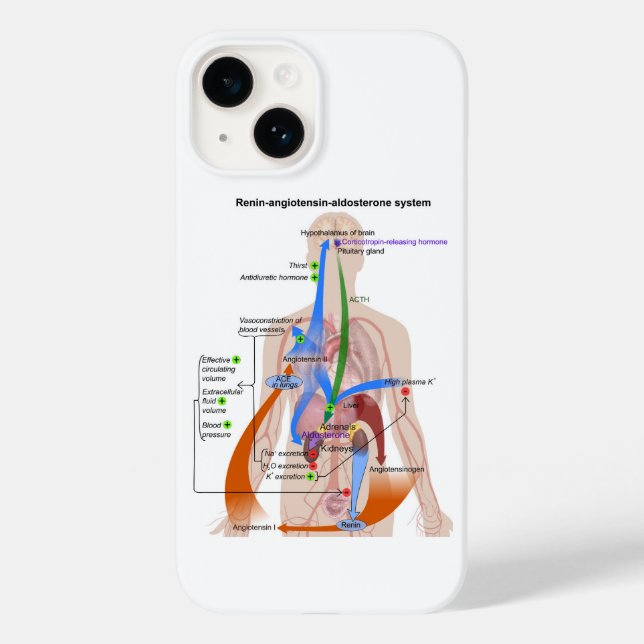 Renin- Angiotensin System Chart Human Body Diagram (Baksida)