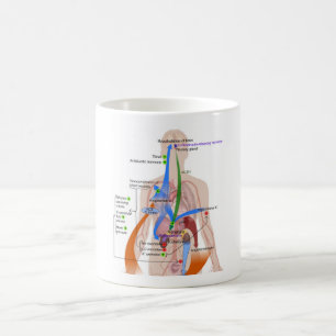 Renin- Angiotensin System Chart Human Body Diagram Kaffemugg