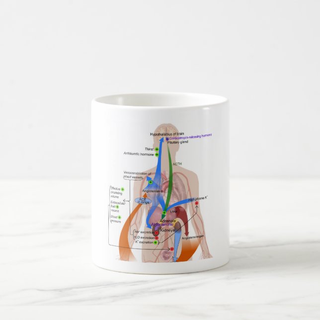 Renin- Angiotensin System Chart Human Body Diagram Kaffemugg (Center)