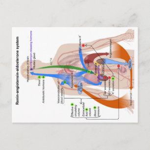 Renin-Angiotensin-systemdiagram Diagram över männi Vykort