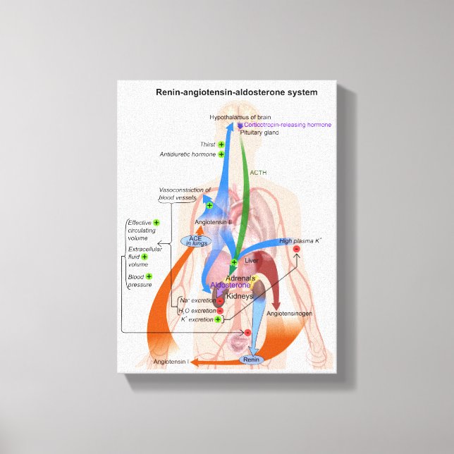 Renin-Angiotensin-systemdiagram människokropp diag Canvastryck (Framsida)