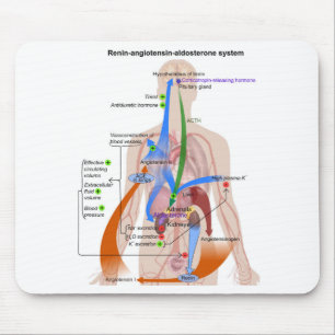 Renin-Angiotensin-systemdiagram människokropp diag Musmatta