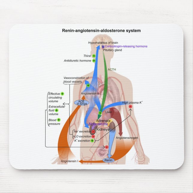 Renin-Angiotensin-systemdiagram människokropp diag Musmatta (Framsidan)
