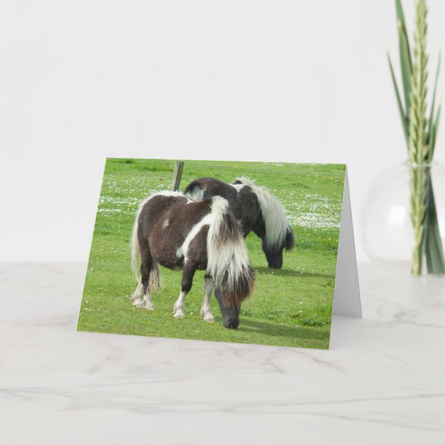 Renrasiga Shetlandsfärgmångfölshästar Kort (Framsida)