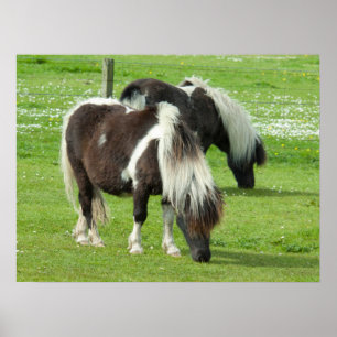 Renrasiga Shetlandsfärgtecknade ponnyer Poster