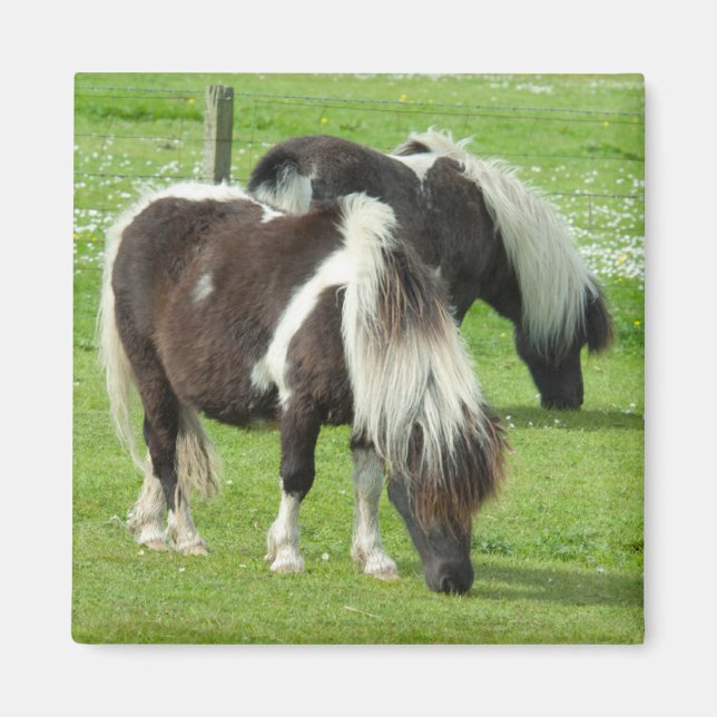 Renrasrena Shetlandsfärgat hästar Magnet (Framsidan)