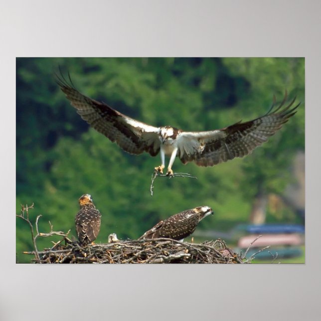 Rensa banan poster (Framsidan)