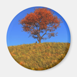 Rensa höstdagens magnet