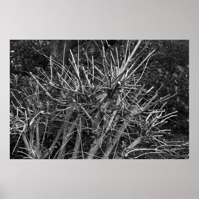 Rensad Shrub Poster (Framsidan)