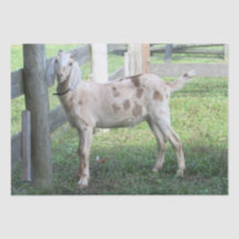 Rent disketterat råggetpapper