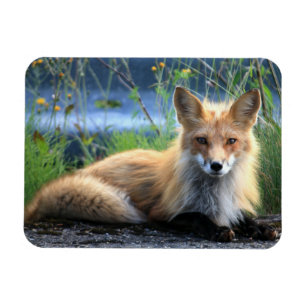 Reparationsmagnet för Red Fox Magnet