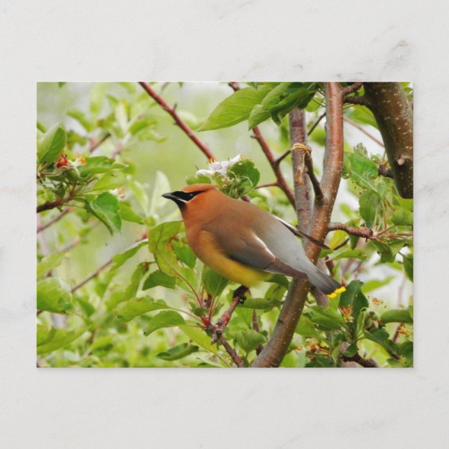 Reparera Cedar Waxwing Vykort (Framsida)