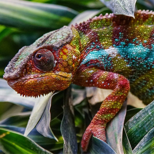 Reparera Poster (A close-up shot captures a chameleon amidst lush green foliage.)
