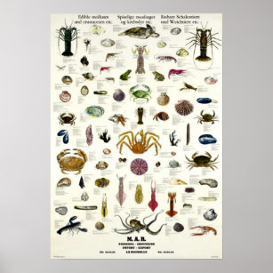 Repro för Vintage av ätbara blötdjur och kräftdjur Poster