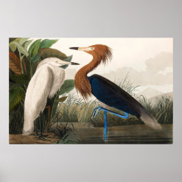 Reproduction of Lila Heron, 1835 Plate CCLVI Poster