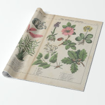 Reproduktion av Vintage British Botanical Art