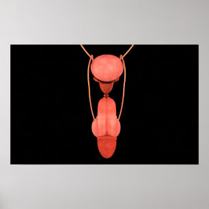 Reproduktionssystem för mänskliga män 5 poster