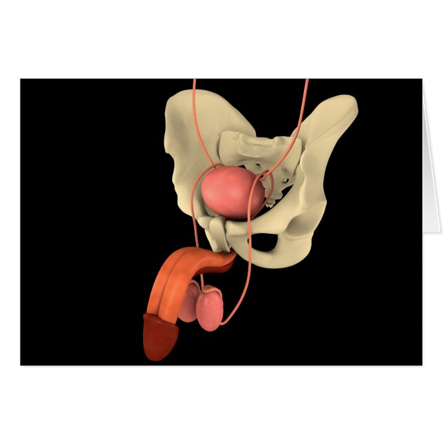 Reproduktionssystem hos människa 2 hälsningskort (Framsidan Horizontal)