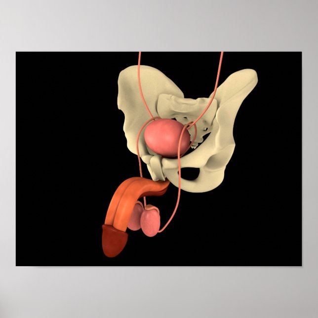 Reproduktionssystem hos människa 2 poster (Framsidan)