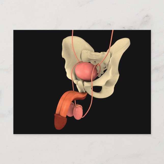 Reproduktionssystem hos människa 2 vykort (Framsida)