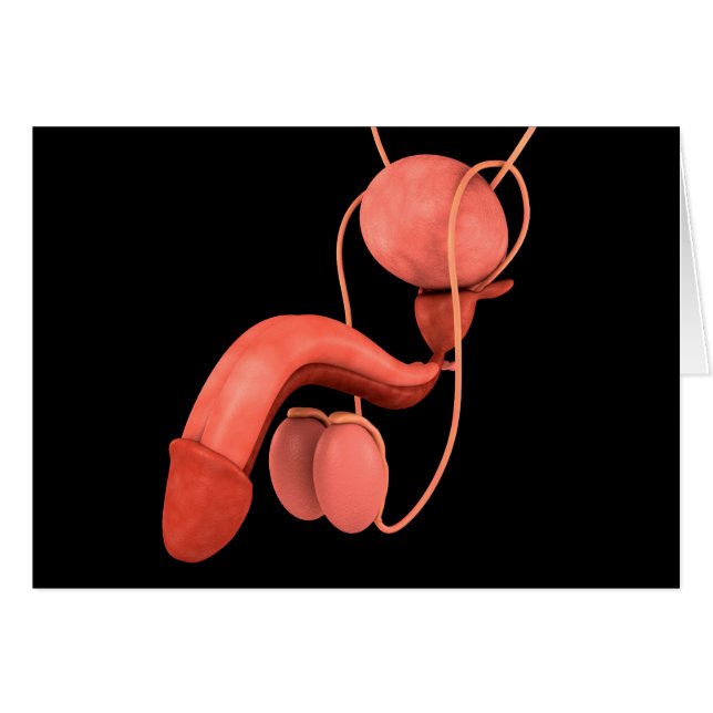 Reproduktionssystem hos människa 3 hälsningskort (Framsidan Horizontal)