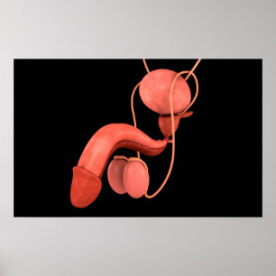 Reproduktionssystem hos människa 3 poster