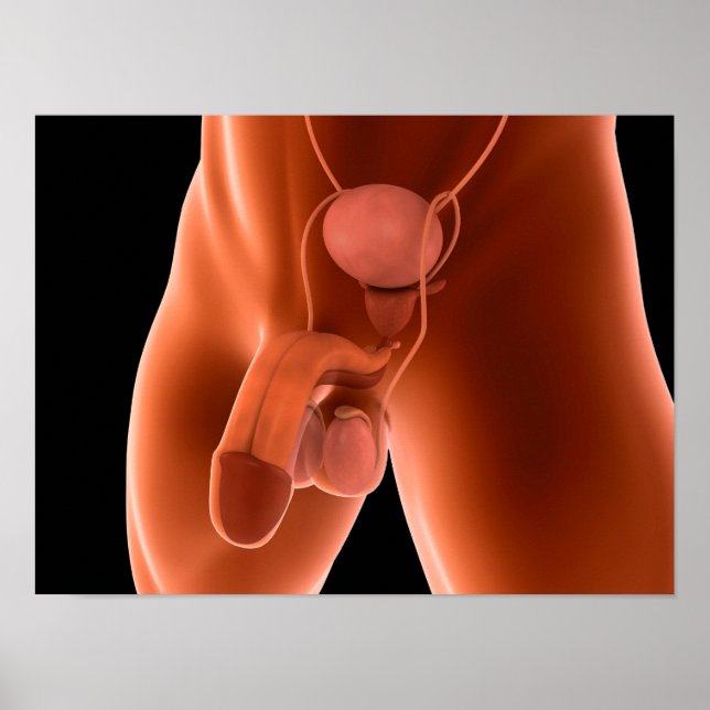 Reproduktionssystem hos människa 6 poster (Framsidan)