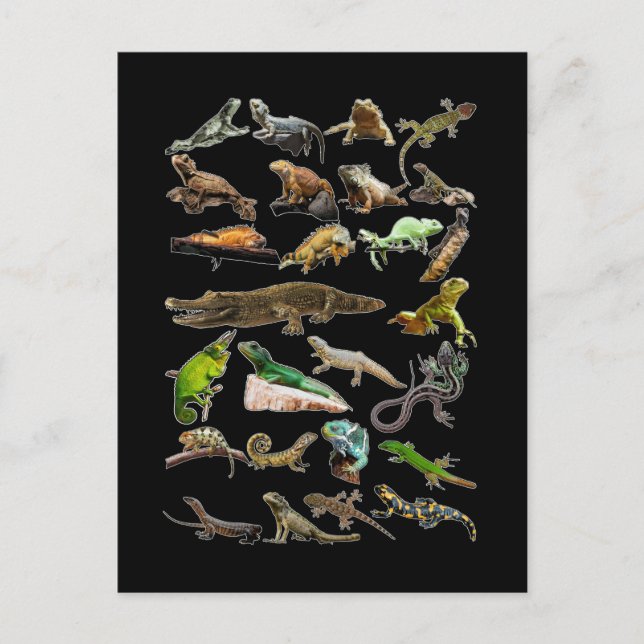 Reptil Collage Ödla Gecko Skäggagam Vykort (Framsida)