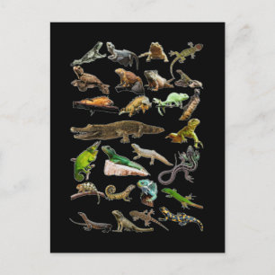 Reptil Collage Ödla Gecko Skäggagame Vykort