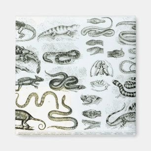 Reptilar, ormar och ödlor magnet