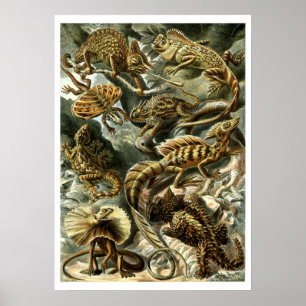 Reptile Lizards av Ernst Haeckel Poster