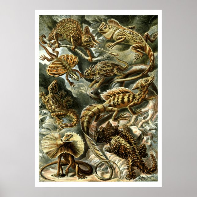 Reptile Lizards av Ernst Haeckel Poster (Framsidan)