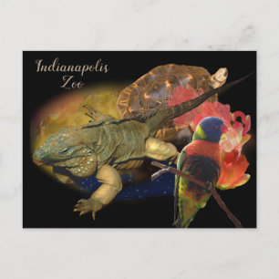 Reptiler och fåglar från Indianapolis Zoo Vykort