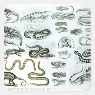 Reptiler, serpenter och Lizards Fyrkantigt Klistermärke