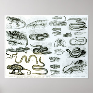 Reptiler, serpenter och Lizards Poster