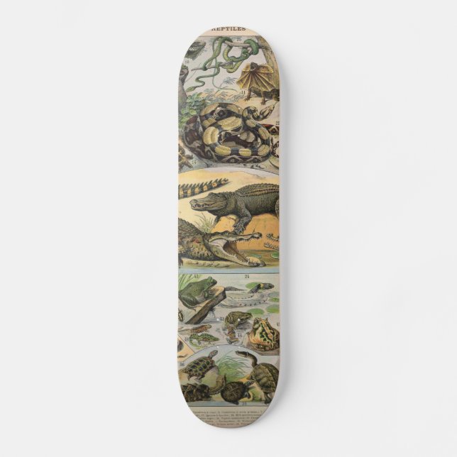 Reptiler Skateboard Bräda 20,5 Cm (Framsida)