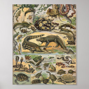 Reptiles illustration av Adolphe Millot Poster