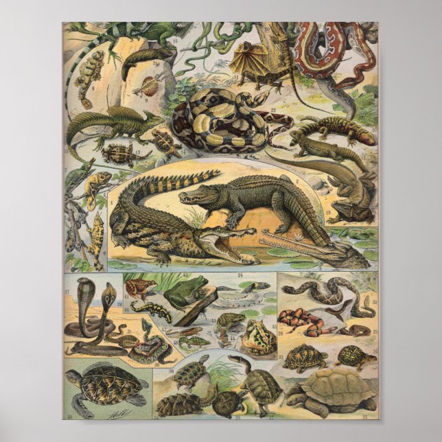 Reptiles illustration av Adolphe Millot Poster (Framsidan)
