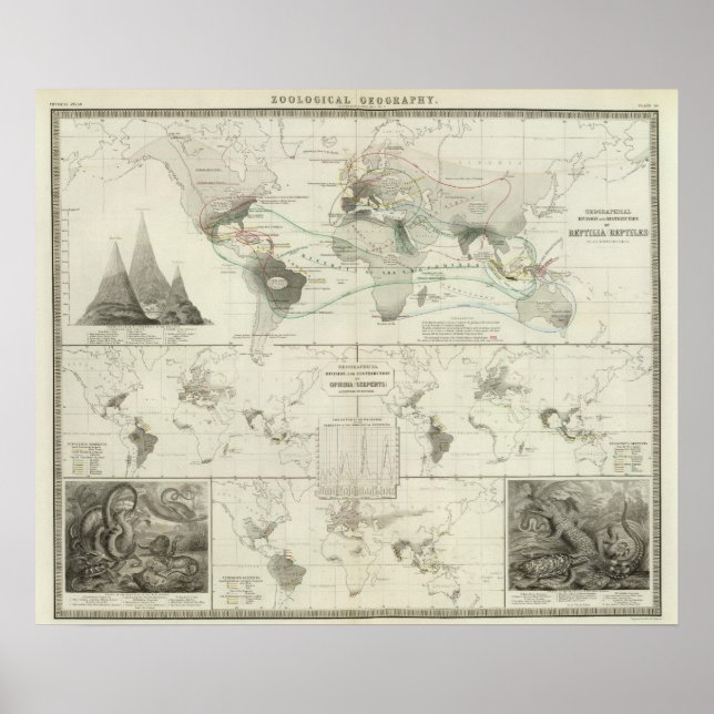 Reptilia, Ophidia Poster (Framsidan)